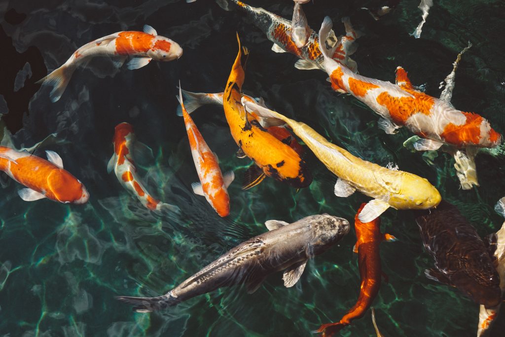 koi swimming in a pond