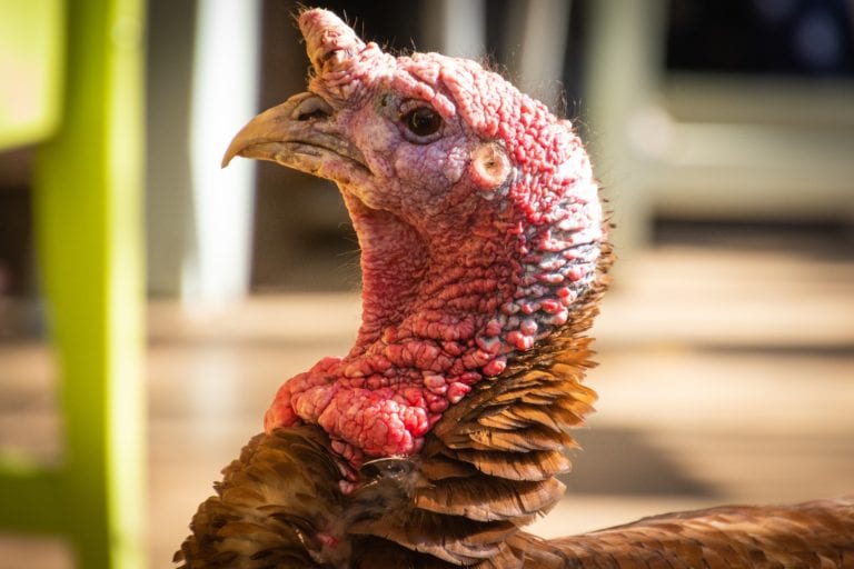 turkey head